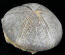 Jurassic Sea Urchin (Clypeus plotti) - England #30708-1